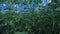 Tall tomato plants growing in the warmhouse