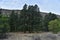 Tall Towering Evergreen Trees in New Mexico