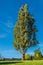 Tall tree against blue sky