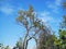 TALL TREE AGAINST BLUE SKY WITH SCANT FOLIAGE