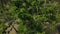 Tall tree in city park among tropical palm aerial view. Drone view from above high tree crown and branches in green city