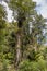 Tall tree clad in epiphytes on bush walk