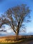 The Tall Tree, Crookham, Northumberland, UK