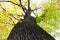 Tall tree with dark tree bark and moss leaves in green yellow or