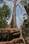 A tall tree entwined with thick giant roots the ruins of an ancient temple.