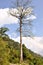 Tall Tree in The Himalayas