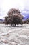 Tall tree isolated on Etruscan ruins, infrared photo