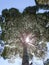 A tall tree in the middle of the Ciwidey tea plantation on a bright morning