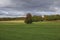 Tall tree in the middle of meadow in rural Michigan