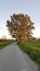 Tall tree next to local road