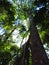 Tall tree in Noosa National Park