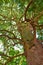 Tall, tree outside and in nature. Closeup of bark, leaves and branches in the outdoors. Detailed landscape view on the