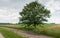 Tall tree beside a sandy path in rural landscape