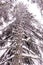 Tall tree. Spruce sprinkled with snow. Bottom view. The long perspective.