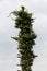 Tall tree stump left after cutting all of its branches completely covered with crawler plant on cloudy blue sky background