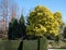 Tall tree with stunning yellow mimosa blossom, photographed in Regent`s Park, London UK in spring.