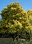 Tall tree with stunning yellow mimosa blossom, photographed in Regent`s Park, London UK in spring.