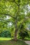 Tall tree sycamore with camouflage bark and bright green leaves. Platanus orientalis, the Old World sycamore, or Oriental plane