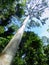 Tall tree in Taman Negara, Malaysia