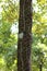 Tall tree trunk with completely dry without leaves crawler plant resembling fish bones with trees and leaves in background