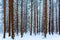 Tall tree trunks covered in snow in a snowy forest scene, with evergreen trees in the background, in winter. Brown bark and blue