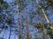 Tall tree vegetation, bright blue sky