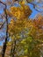 Tall Tree With Vibrant Orange and Yellow Leaves in the Forest in November