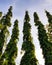 Tall trees against blue sky