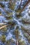 Tall trees against a blue sky. The tops of tall trees in a forest Park against the blue sky. Beautiful vertical image of a forest