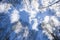 Tall trees against a blue sky. The tops of tall trees in a forest Park against the blue sky. Beautiful vertical image of a forest