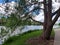 Tall Trees Along the Avon River