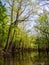 Tall Trees Along Waters Edge, Cedar Creek, Congaree National Park