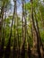 Tall Trees Along Waters Edge, Cedar Creek, Congaree National Park