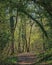 The Tall Trees Arching Over The Path.