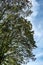 Tall Trees Beginning To Shed Their Leaves In Autumn