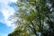 Tall Trees Beginning To Shed Their Leaves In Autumn