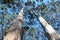 Tall Trees Boranup Karri Forest West Australia