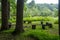 Tall trees with a circle of empty benches around a fire pit in tranquil woodland