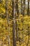 Tall trees close-up with yellow vivid leaves