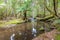 Tall trees covered with green moss growing near creek, forest at