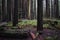 Tall trees  in the creepy and haunting forest - great for wallpapers