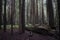 Tall trees  in the creepy and haunting forest - great for wallpapers