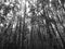 Tall trees in the deep forest, mangroves forest, in black and white tone.