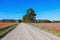 Tall trees by the dirt road through soybean fields in rural Michigan, USA