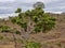 Tall trees dominate northern Ethiopia