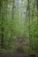 Tall trees in fog shade abandoned railroad tracks