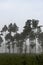 Tall trees in foggy morning near Nangur Village near Jagdalpur,Chhattisgarh, India