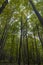 Tall trees in the forest. Forest vertical view in wide angle shot.