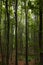 Tall trees in a forest vertical photo. Carbon net zero background photo