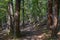 Tall trees and green foliage line track leading through forest